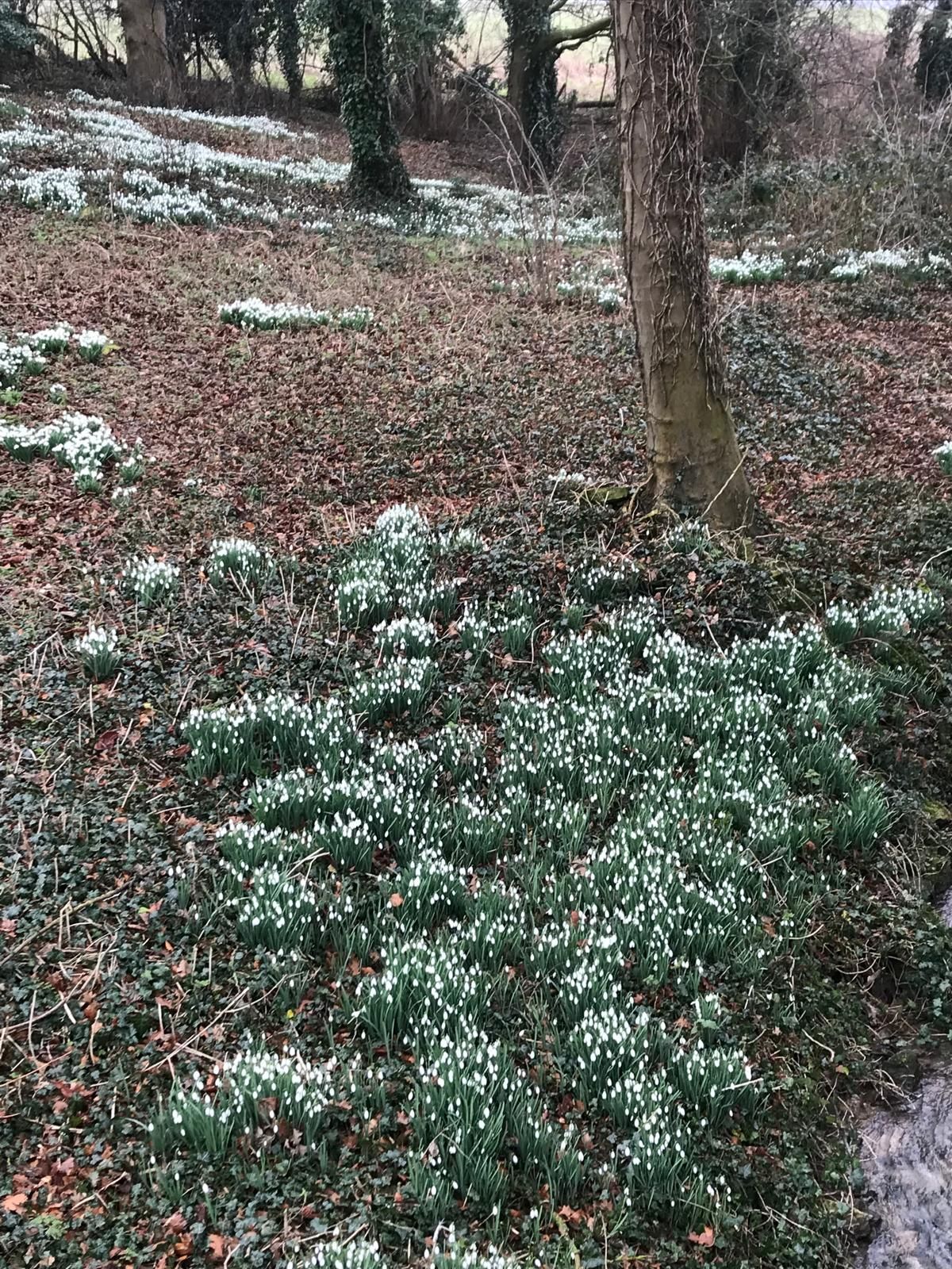 flowers and trees in a wood
